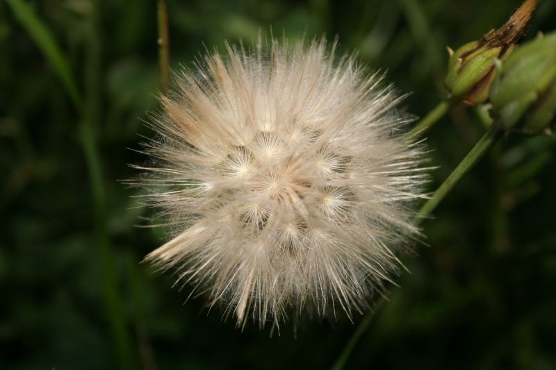 a dandelion flower sits in the foreground, with grass in the background