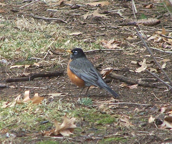 a bird sitting on the ground near leaves