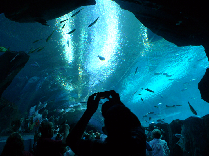 a man pographs the inside of a huge aquarium with people looking through its glass