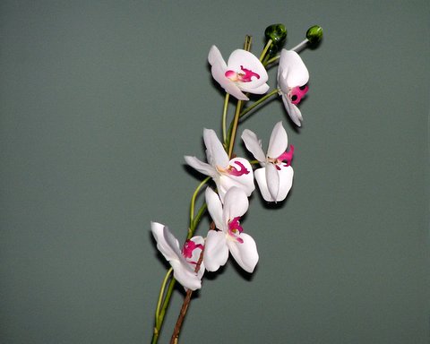 a single white orchid flower with pink centers