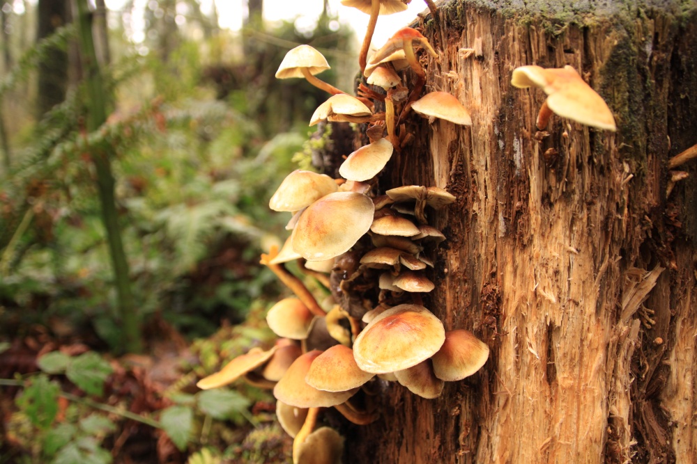 small mushrooms growing on a tree in a forest