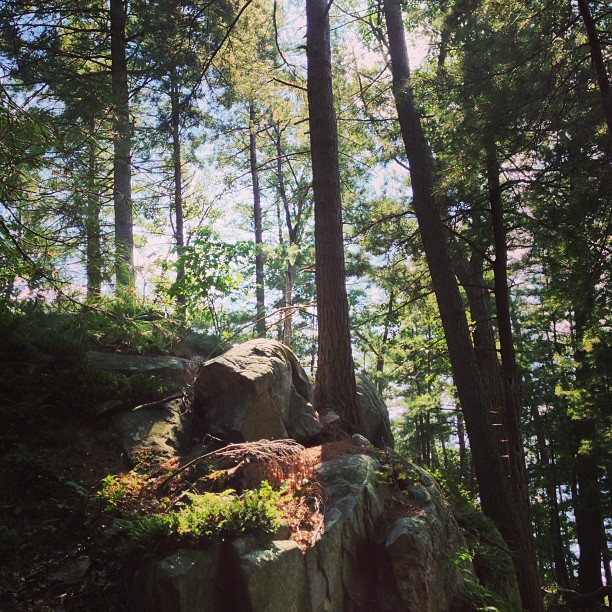 a rock that is sitting in the middle of some trees