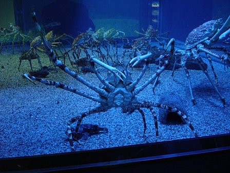 a huge crab is sitting on the sand in an aquarium