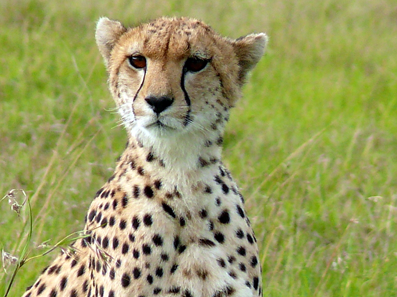 a close up view of a cheetah on tall grass