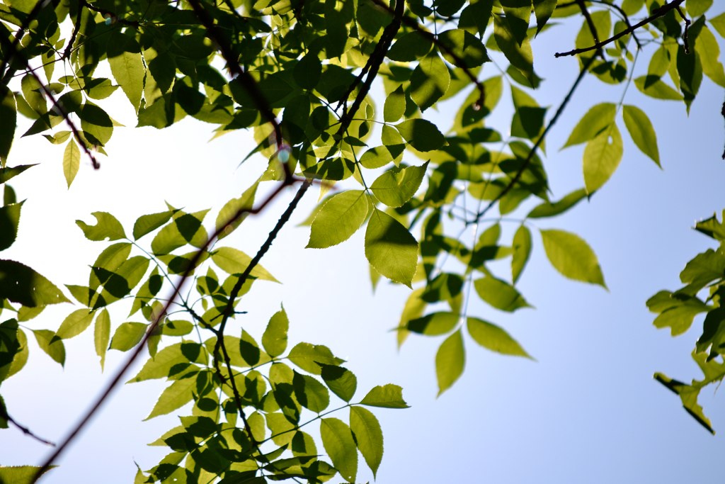 a nch of the tree is shown as if it are leaves