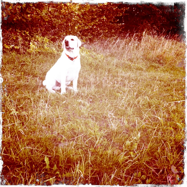 a white dog sitting in a field with grass
