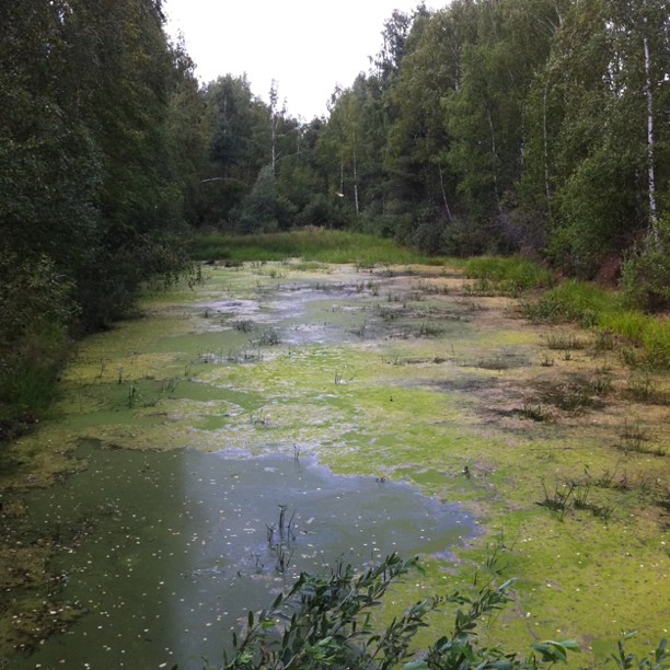 a pond in the woods with small water patches