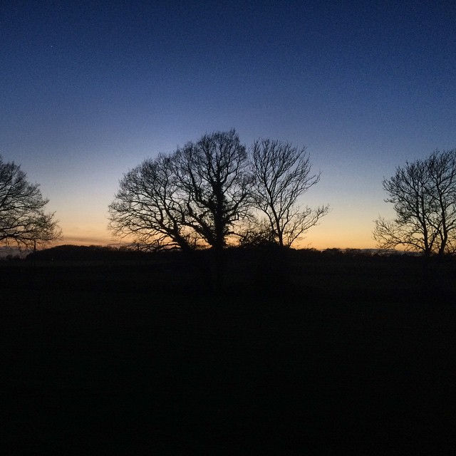the sunset with bare trees in silhouette against a blue sky