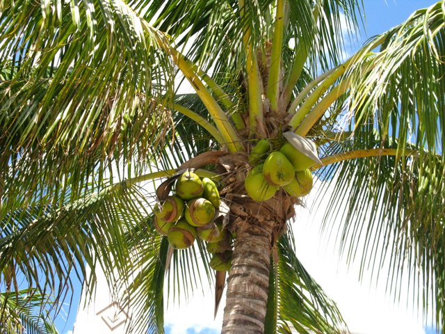 a coconut tree with green fruits hanging off of it