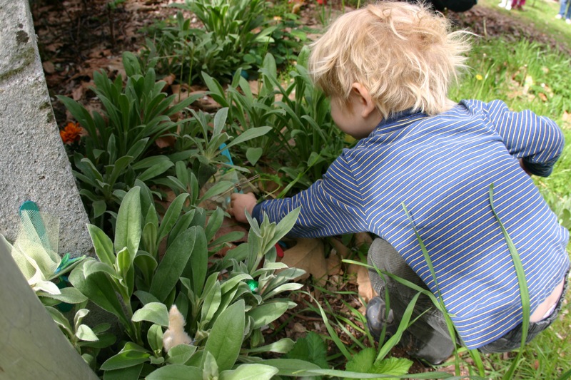 a boy in blue shirt plants a plant in the garden