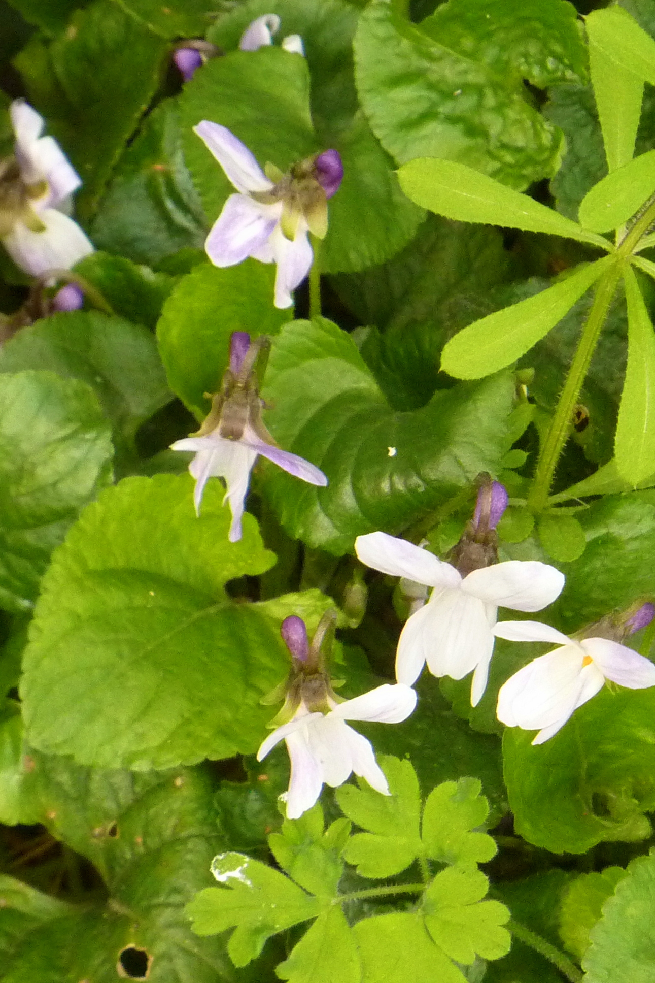 a couple of white flowers surrounded by green leaves