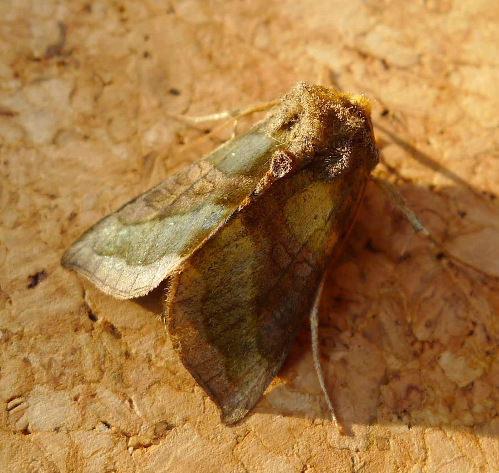 a leaf - like insect sitting on a wood slab
