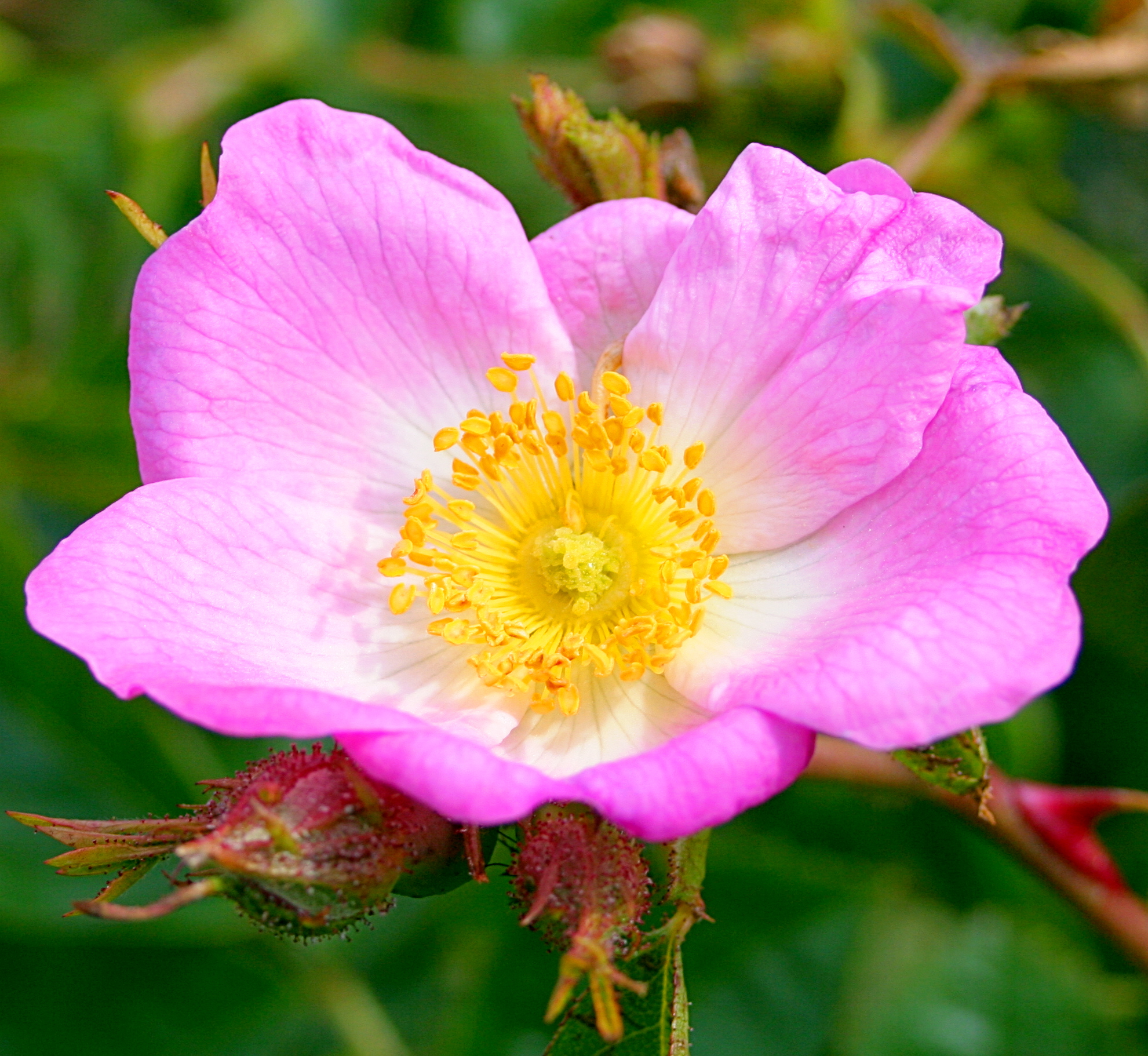 a single pink flower growing in a field