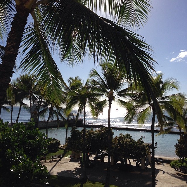 a palm tree that is next to a beach