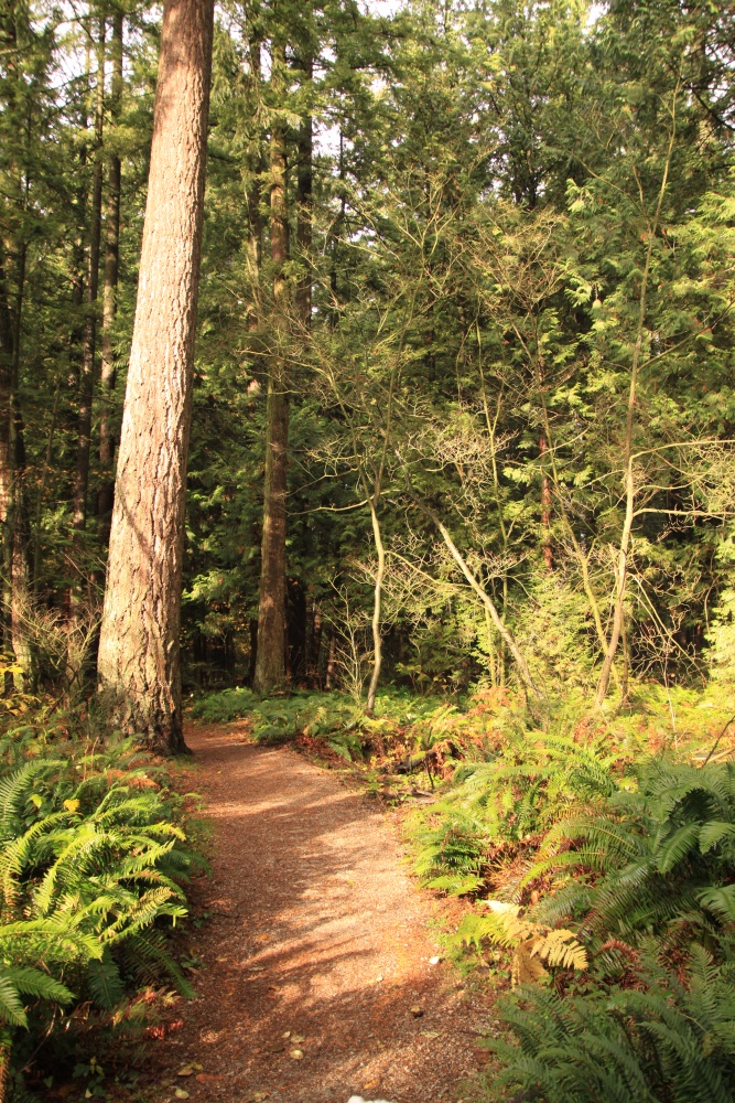 a trail going through some trees in the woods