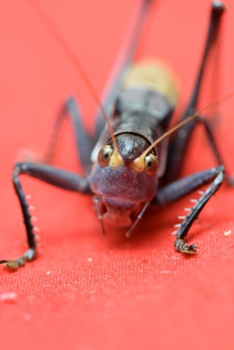 a bug with large ears sitting on top of a table