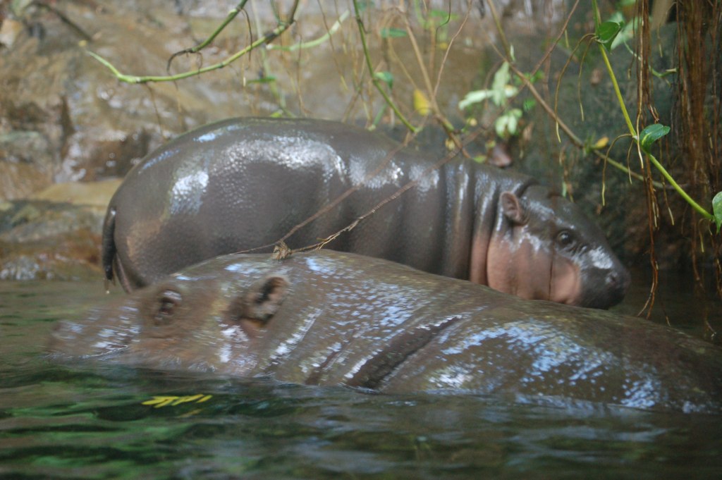 two hippopotamuss are submerged in the water