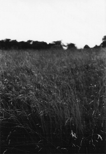 a cat sitting in the middle of tall grass