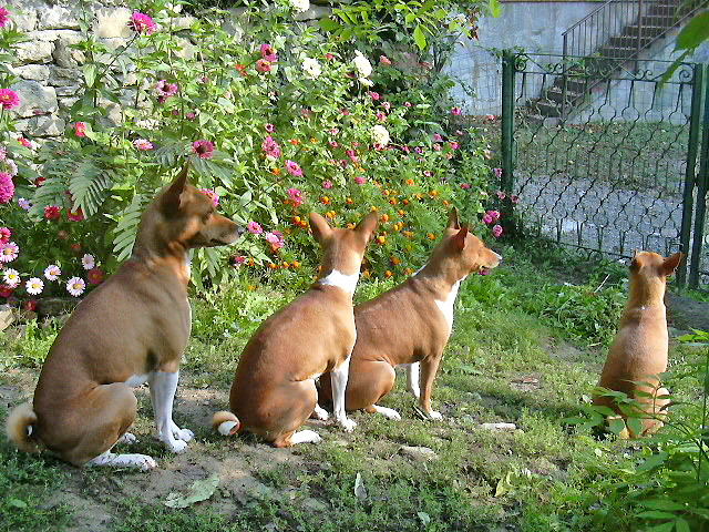 three dogs sitting in the grass next to each other