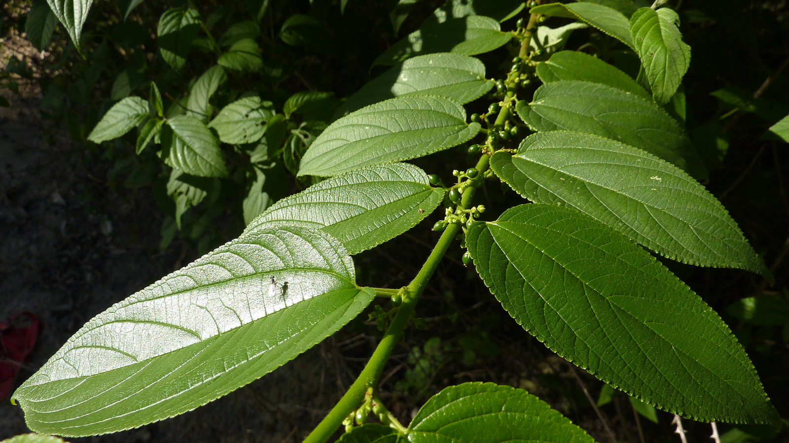 a close up of a green tree with leaves