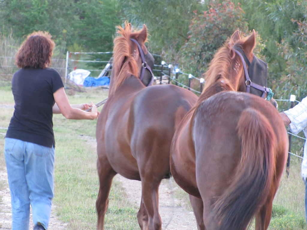 two horses are being walked down the trail by a woman