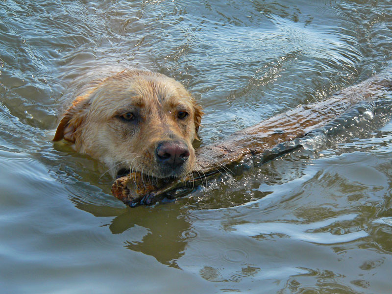 a wet dog is in the water holding a stick