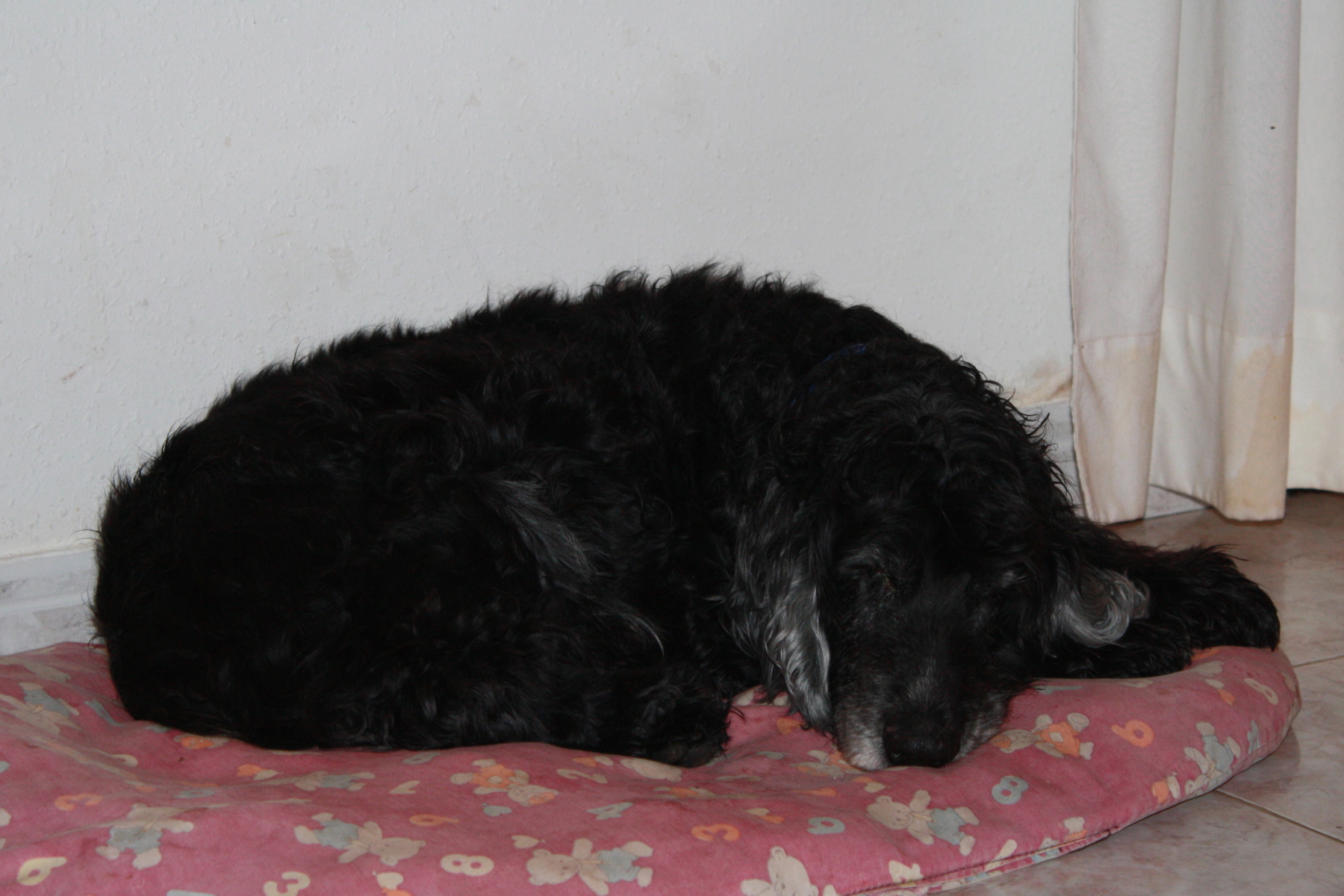 dog curled up asleep on his bed by the wall