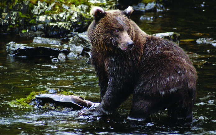 a brown bear is wading in the water