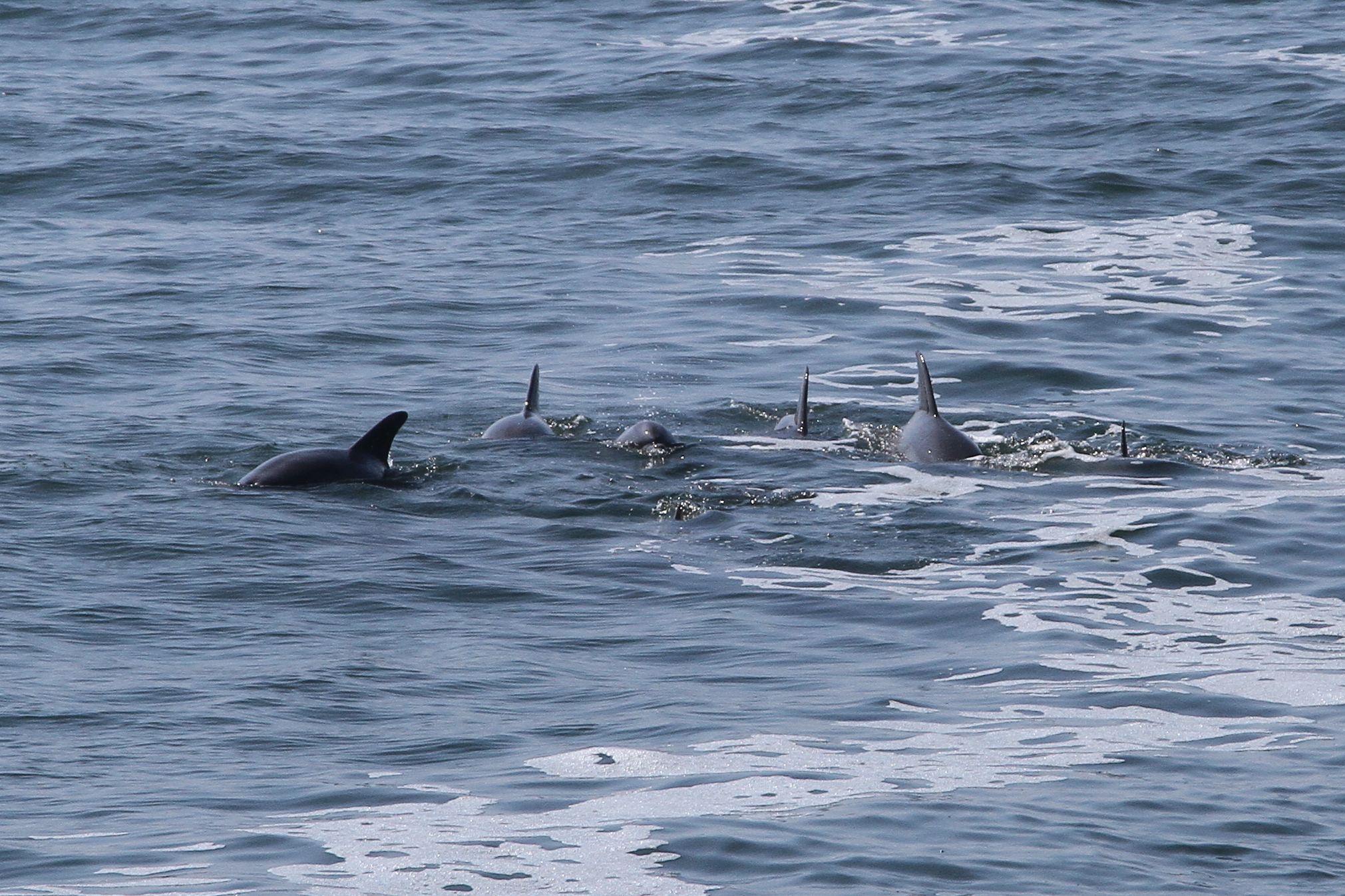 three dolphins in the water and one swimming