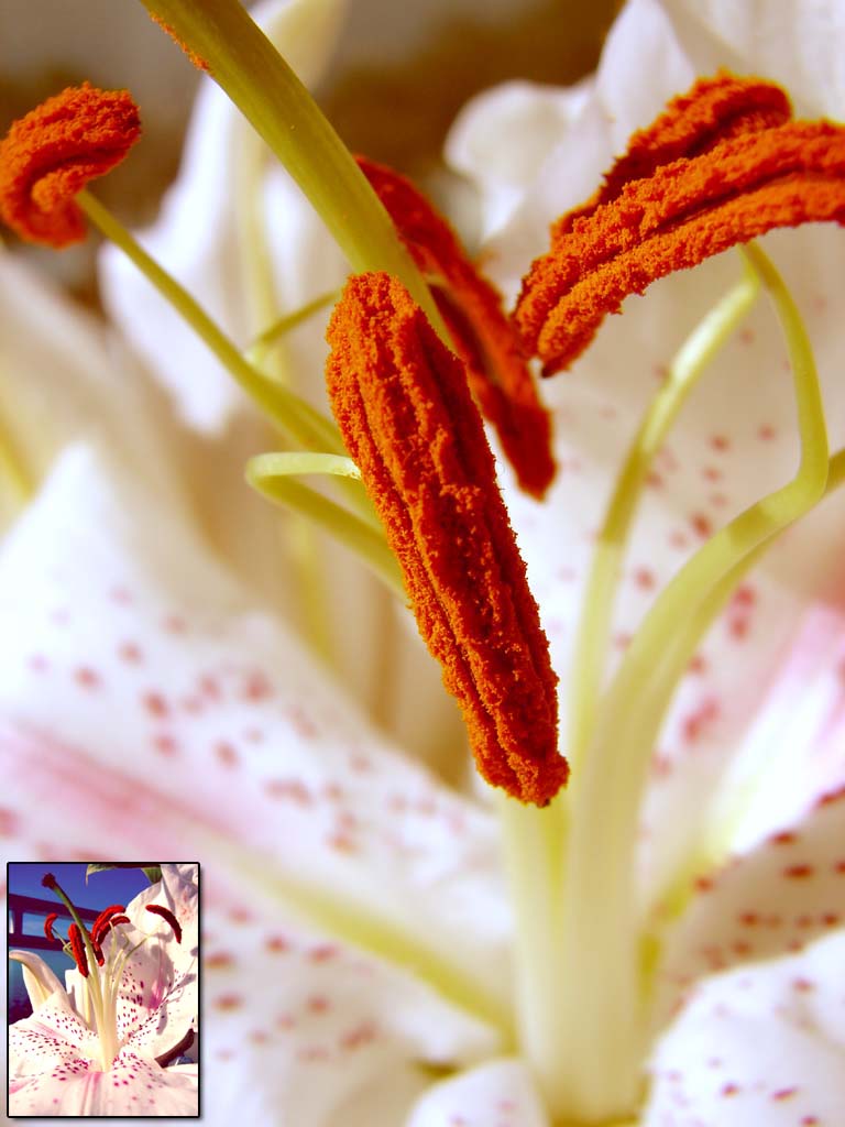 a close up of the stamen of a white flower