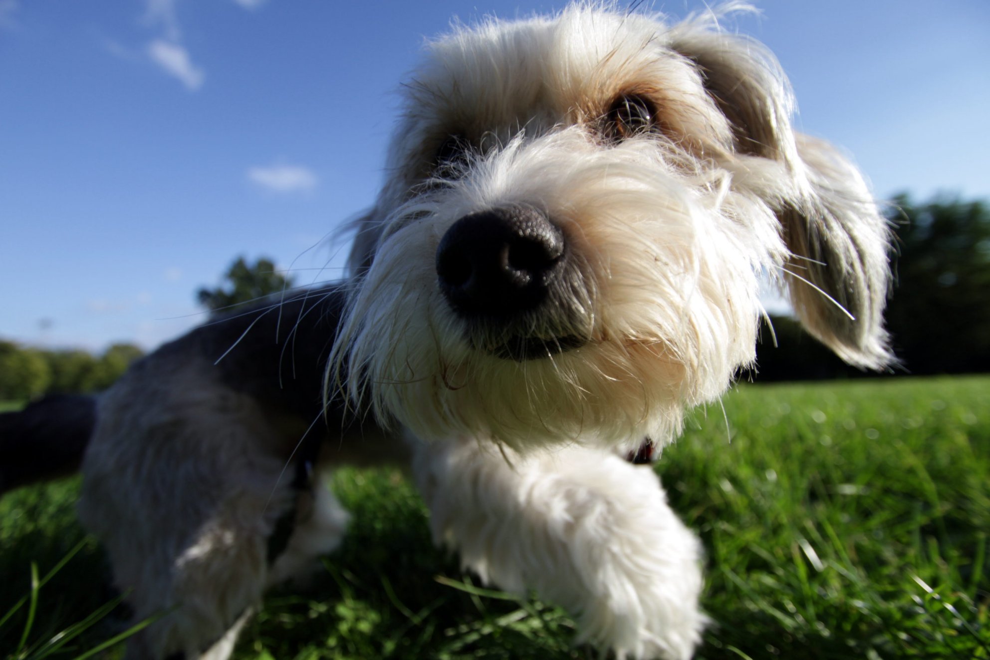 small white dog with long white fur standing on green grass