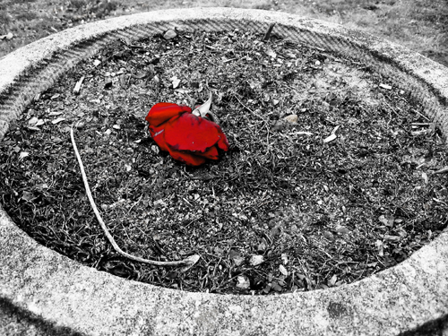 a red object laying in the grass inside of a hole