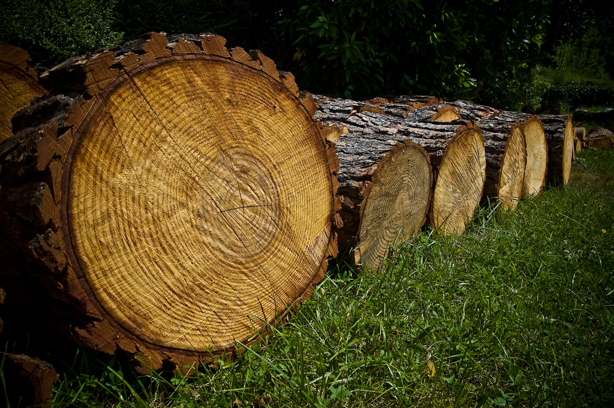 a large pile of tree logs sitting on a grass field