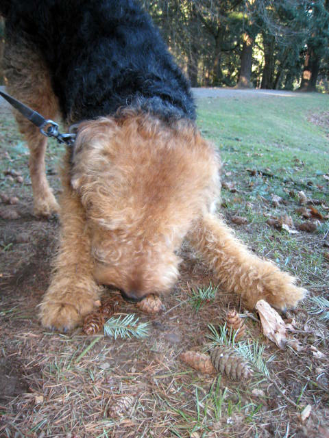 a cute dog with long hair on a leash trying to get a stick