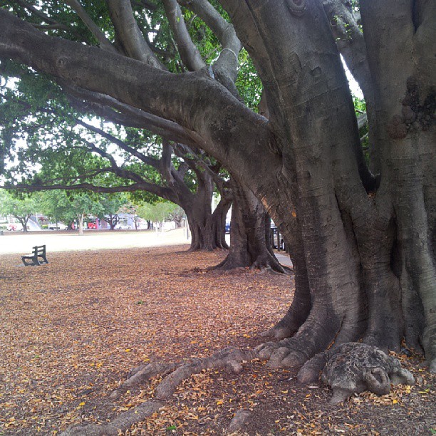 a park bench sitting under a huge tree