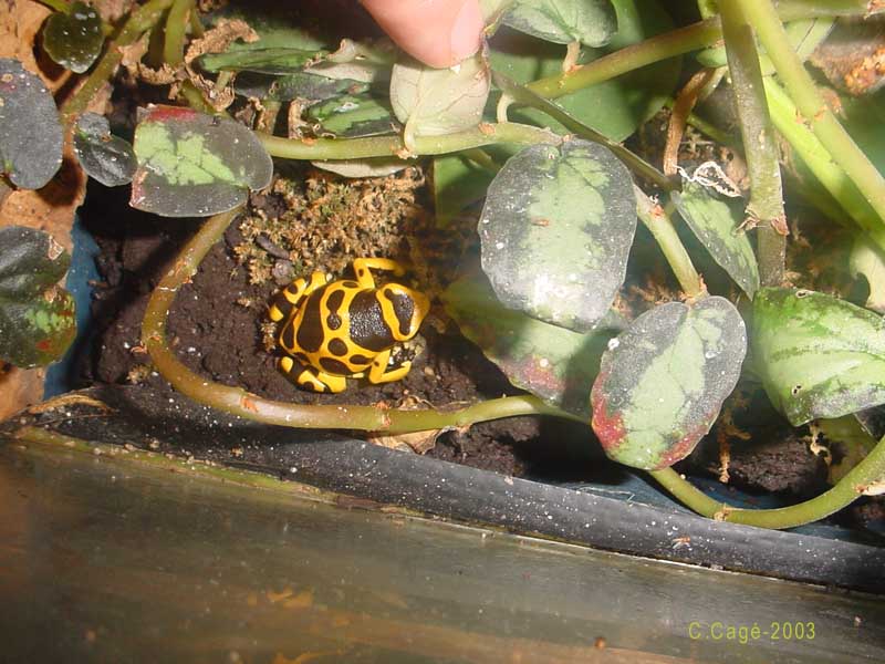 the small orange and black frog is in the dirt