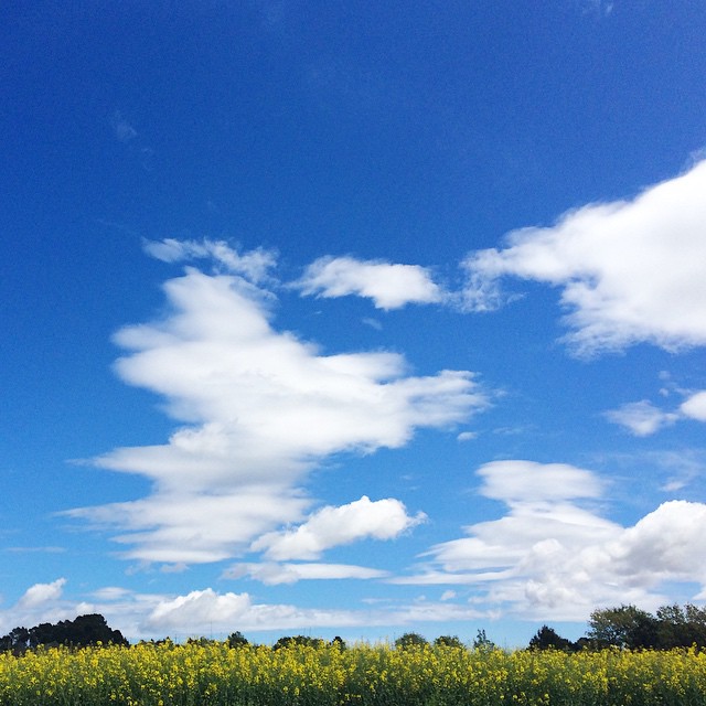 a field full of yellow flowers under a blue sky