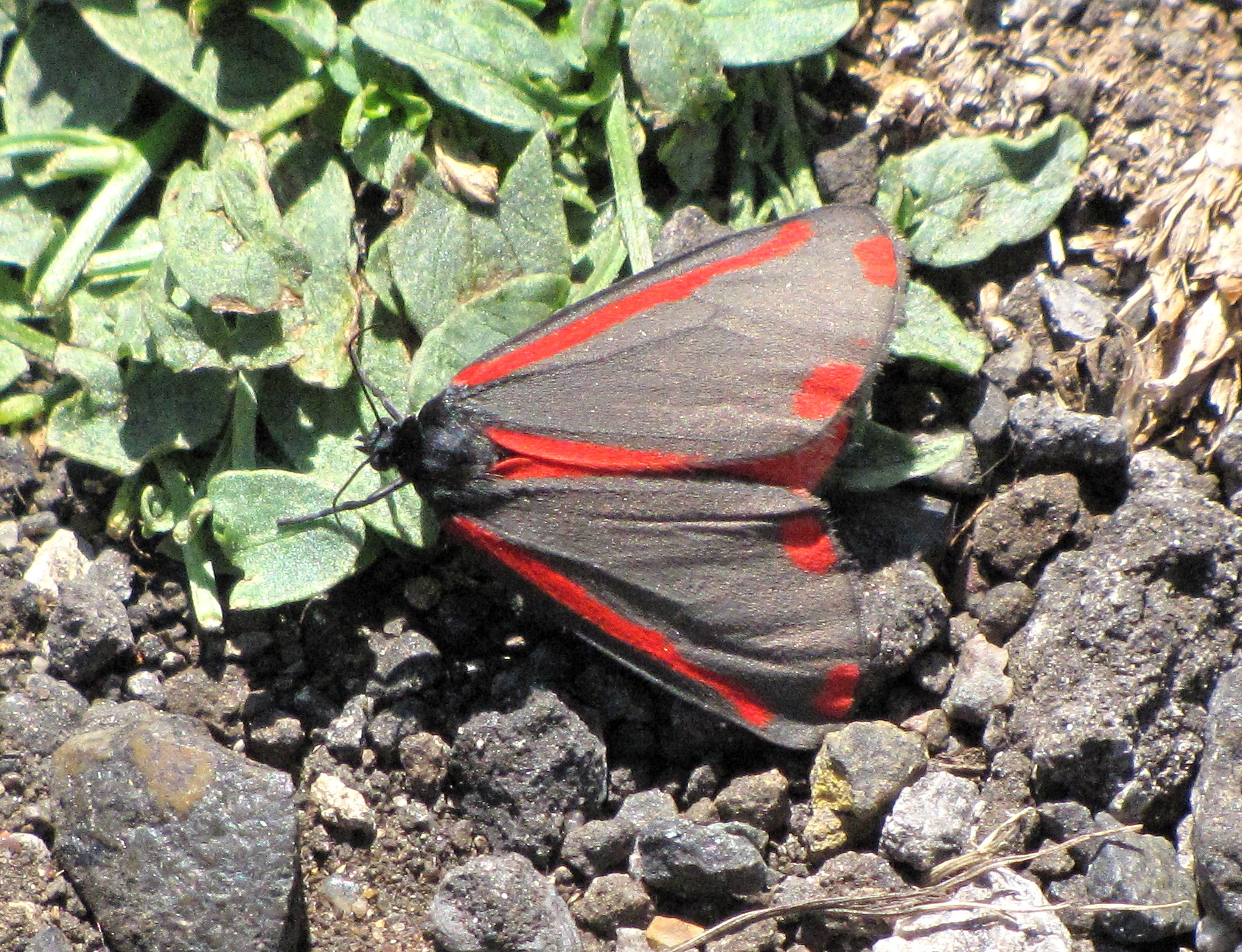a red and black moth sitting on the ground