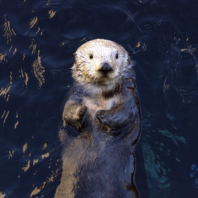 an otter is standing up in the water
