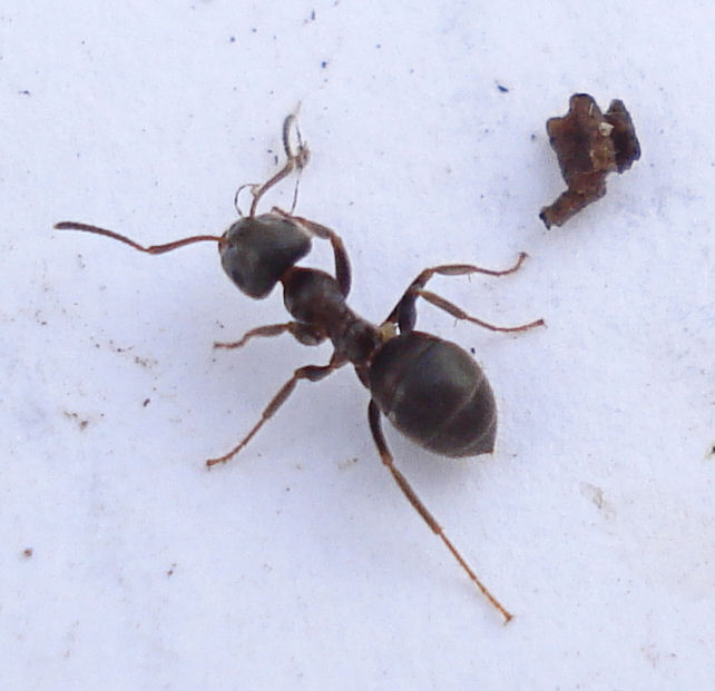 a couple of bugs standing next to each other on the snow