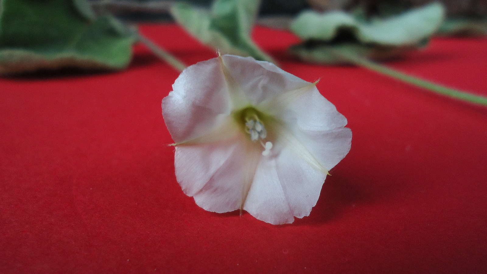 white flower sitting on red table in front of leaf