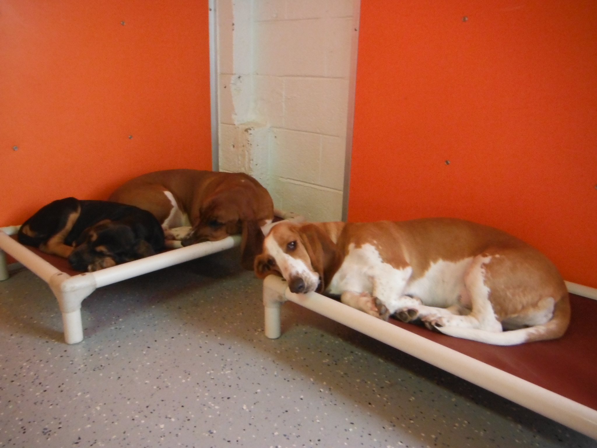 three brown dogs sitting on two small dog beds