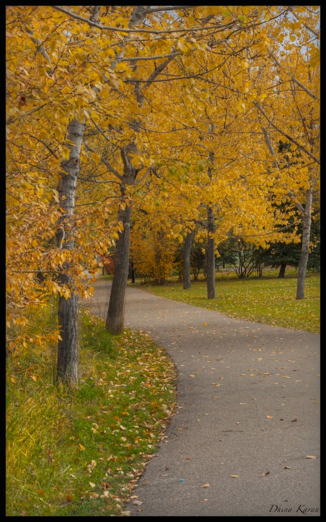 a tree lined pathway between grassy area with bench