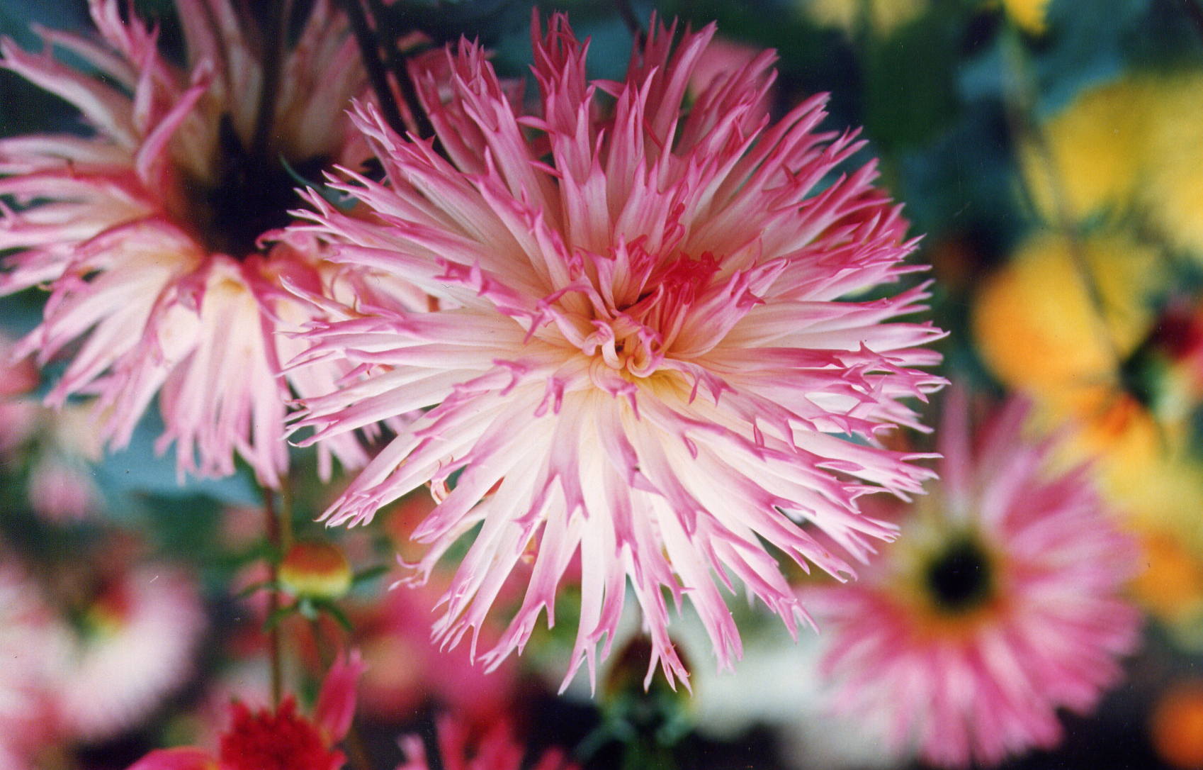 pink flowers with green leaves are in the foreground