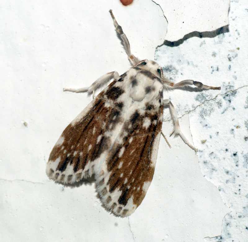 a black and white moth on a white background