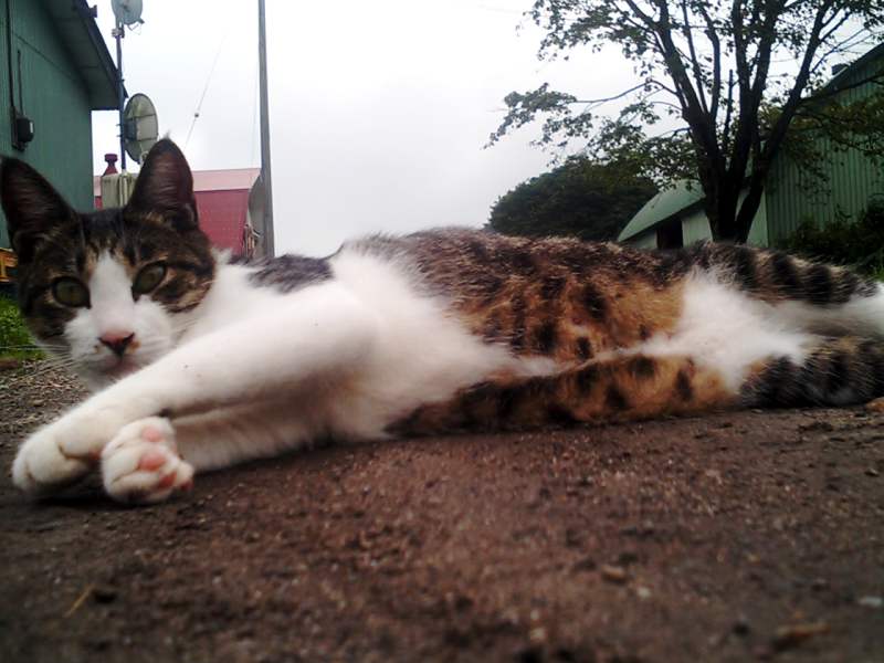 a calico cat lying on a dirt ground
