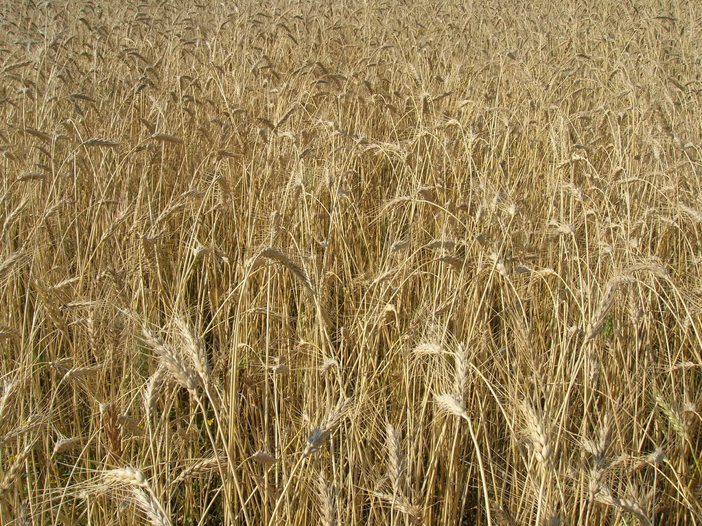 large, golden wheat field in the middle of winter