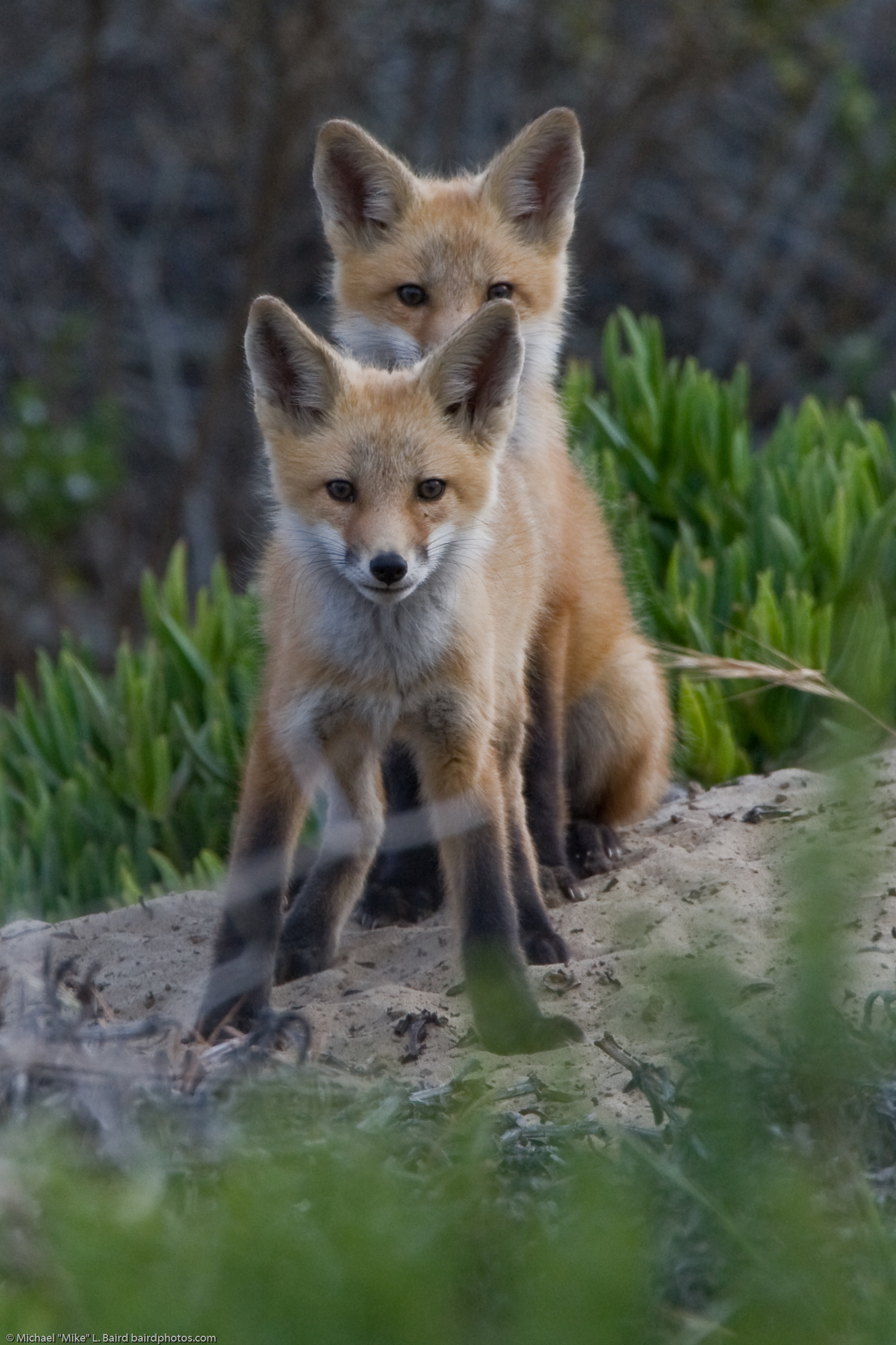 two baby foxes in the woods looking towards the camera