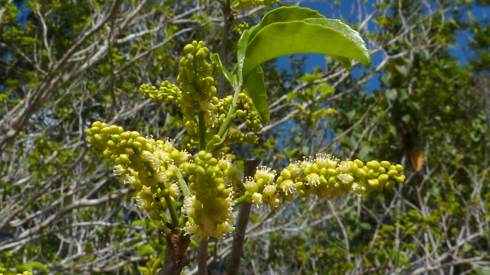 close up s of green plants with a leaf and buds