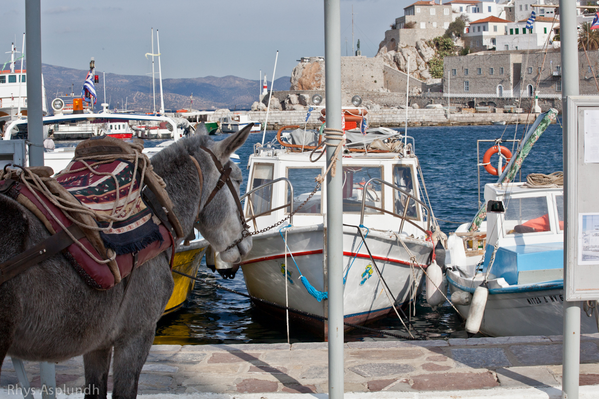 donkey in front of water with other boats